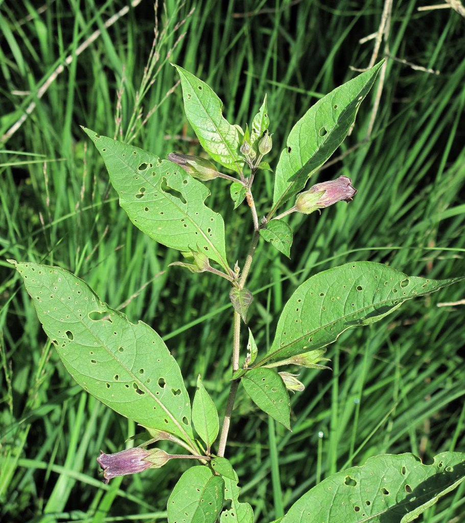 Atropa belladonna